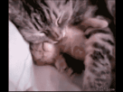 https://image.noelshack.com/fichiers/2012/32/1344394011-1341442539-gif.gif