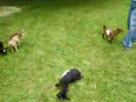 https://image.noelshack.com/fichiers/2012/32/1344454713-1344324244489.gif