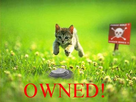 https://image.noelshack.com/fichiers/2012/32/1344467808-owned-cliche-kitty-mine.jpg