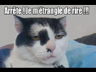 https://image.noelshack.com/fichiers/2012/32/1344468517-chat-mort-de-rire-n.jpg