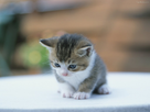 https://image.noelshack.com/fichiers/2012/32/1344468760-petit-chat-chaton-top-mignon.jpg