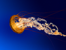 https://image.noelshack.com/fichiers/2012/32/1344471148-jellyfish.jpg