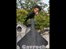 https://image.noelshack.com/fichiers/2012/33/1344824333-corbeau-tombe.jpg