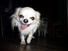 https://image.noelshack.com/fichiers/2012/33/1344893033-dog-english.jpg
