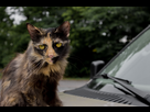 https://image.noelshack.com/fichiers/2012/33/1345158717-american-cat.jpg