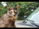 https://image.noelshack.com/fichiers/2012/33/1345158806-american-cat-original.jpg