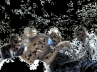https://image.noelshack.com/fichiers/2012/33/1345163483-lol-3.gif