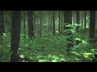 https://image.noelshack.com/fichiers/2012/33/1345304933-cryengine-2-foret-type-ouest-4.jpg
