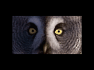 https://image.noelshack.com/fichiers/2012/34/1345511145-owl-1.gif