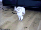 https://image.noelshack.com/fichiers/2012/34/1345511411-owl-2.gif
