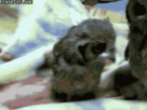 https://image.noelshack.com/fichiers/2012/34/1345511530-owl-3.gif