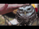 https://image.noelshack.com/fichiers/2012/34/1345511549-owl-4.gif