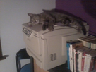 https://image.noelshack.com/fichiers/2012/34/1345754145-photo0635.jpg