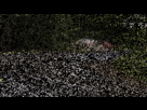 https://image.noelshack.com/fichiers/2012/34/1345784610-ee1.gif