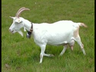 https://image.noelshack.com/fichiers/2012/34/1345853000-250px-saanenziege-1.jpg