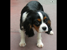https://image.noelshack.com/fichiers/2012/35/1346269399-cavalier-20king-20charles.jpg