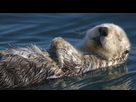 https://www.noelshack.com/2012-35-1346305531-sea-otter.jpg