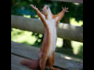 https://image.noelshack.com/fichiers/2012/35/1346331779-l-hallelujah.jpg