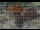 https://image.noelshack.com/fichiers/2012/35/1346349206-arbre.png