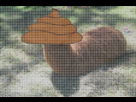 https://image.noelshack.com/fichiers/2012/35/1346349365-arbre.png