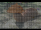 https://image.noelshack.com/fichiers/2012/35/1346349591-arbre.png