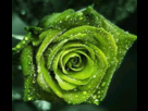 https://image.noelshack.com/fichiers/2012/35/1346495598-avataremeraude.png