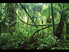 https://image.noelshack.com/fichiers/2012/35/1346495737-jungle-shot.jpg
