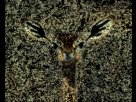 https://image.noelshack.com/fichiers/2012/35/1346601978-1238409599-nom-nom.gif
