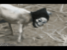 https://image.noelshack.com/fichiers/2012/36/1346877984-creepy-masked-sheep-forever-alone.gif