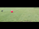 https://image.noelshack.com/fichiers/2012/36/1346878009-dog-flips-over-ball.gif