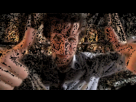 https://image.noelshack.com/fichiers/2012/36/1346962144-tumblr-lyg4cndghg1qeipf4.gif