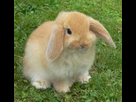https://image.noelshack.com/fichiers/2012/36/1346968078-iphone-image-09-06-2012.jpg