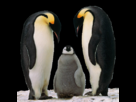 https://image.noelshack.com/fichiers/2012/36/1347213821-pingouin-le-nouvel-algorithme-de-google.png
