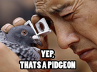 https://image.noelshack.com/fichiers/2012/37/1347467875-yep-thats-a-pidgeon-o4bbc.jpg