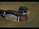 https://image.noelshack.com/fichiers/2012/37/1347547486-canard-carolin.jpg
