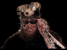 https://image.noelshack.com/fichiers/2012/37/1347718605-1336188370865.gif