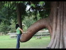 https://image.noelshack.com/fichiers/2012/37/1347815273-forme-penis-arbre.jpg