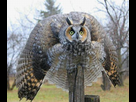 https://image.noelshack.com/fichiers/2012/38/1348359803-grand-duc.jpg