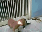 https://image.noelshack.com/fichiers/2012/39/1348521750-1347375054437.gif