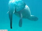 https://image.noelshack.com/fichiers/2012/39/1349011500-elephant-bizarre-humour-thumb.jpg
