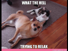 https://image.noelshack.com/fichiers/2012/40/1349384782-what-the-hell-trying-to-relax.jpg