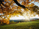 https://image.noelshack.com/fichiers/2012/41/1349726064-autumn-leaves.jpg