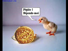 https://image.noelshack.com/fichiers/2012/41/1350155977-poussin.jpg