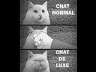 https://image.noelshack.com/fichiers/2012/42/1350258441-chat-de-luxe.jpg