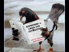 https://image.noelshack.com/fichiers/2012/44/1351500692-35.jpg