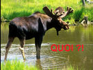 https://image.noelshack.com/fichiers/2012/44/1351965532-quoi.jpg