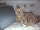 https://image.noelshack.com/fichiers/2012/44/1351966547-chat.jpg