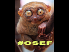 https://image.noelshack.com/fichiers/2012/45/1352158265-osef.png
