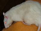 https://image.noelshack.com/fichiers/2012/45/1352192759-ptit-gros-rat-blanc.png