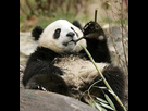https://image.noelshack.com/fichiers/2012/45/1352242493-panda-tranquil-pepere.jpg